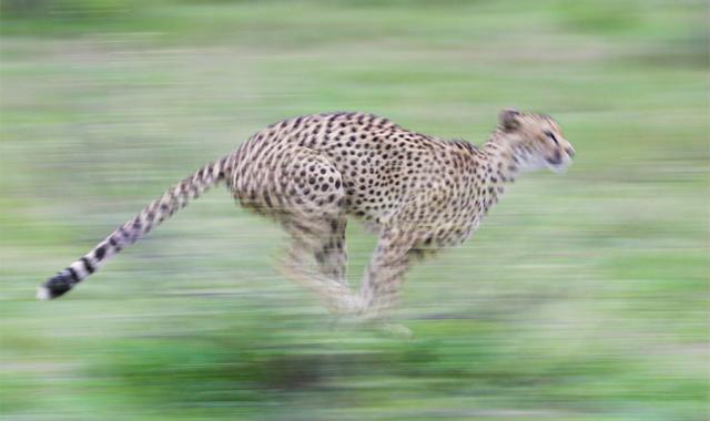 cheetah - speed image