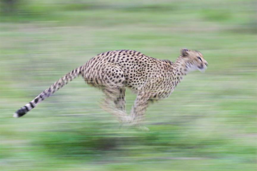 cheetah - speed image